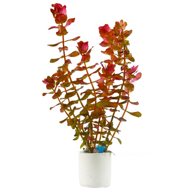 Rotala macrandra“迷你型4”