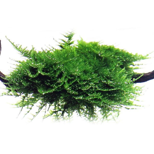 Vesicularia“圣诞Moss"