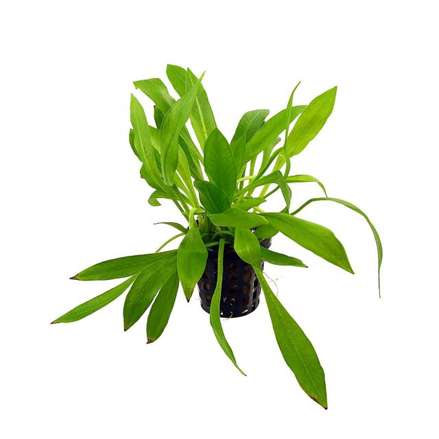 Helanthium bolivianum“quadricostatus"——锅