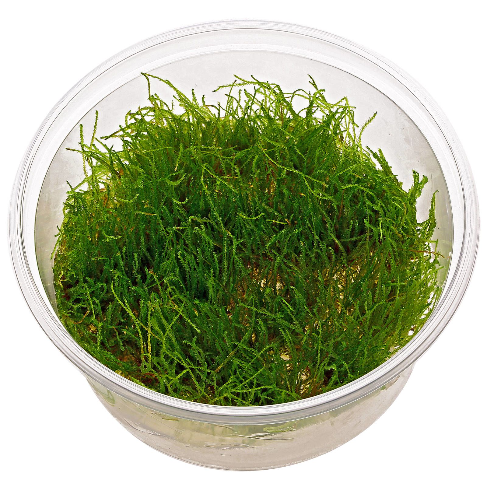 Taxiphyllum sp。“Giant"