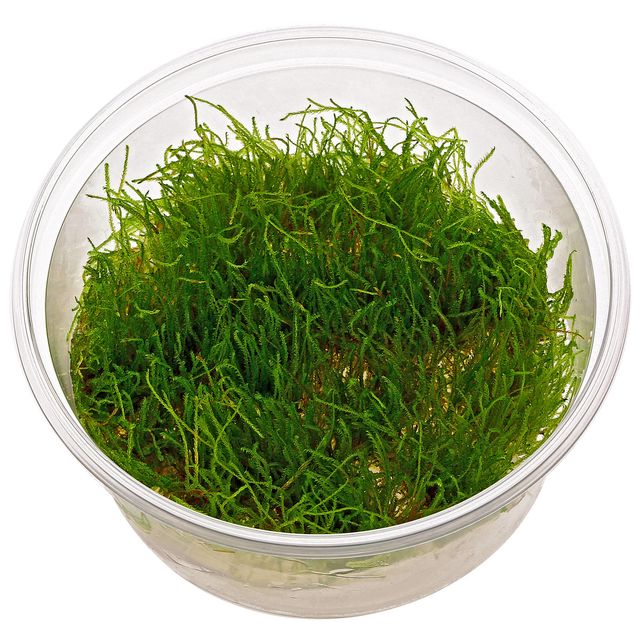 Taxiphyllum sp。“Giant"