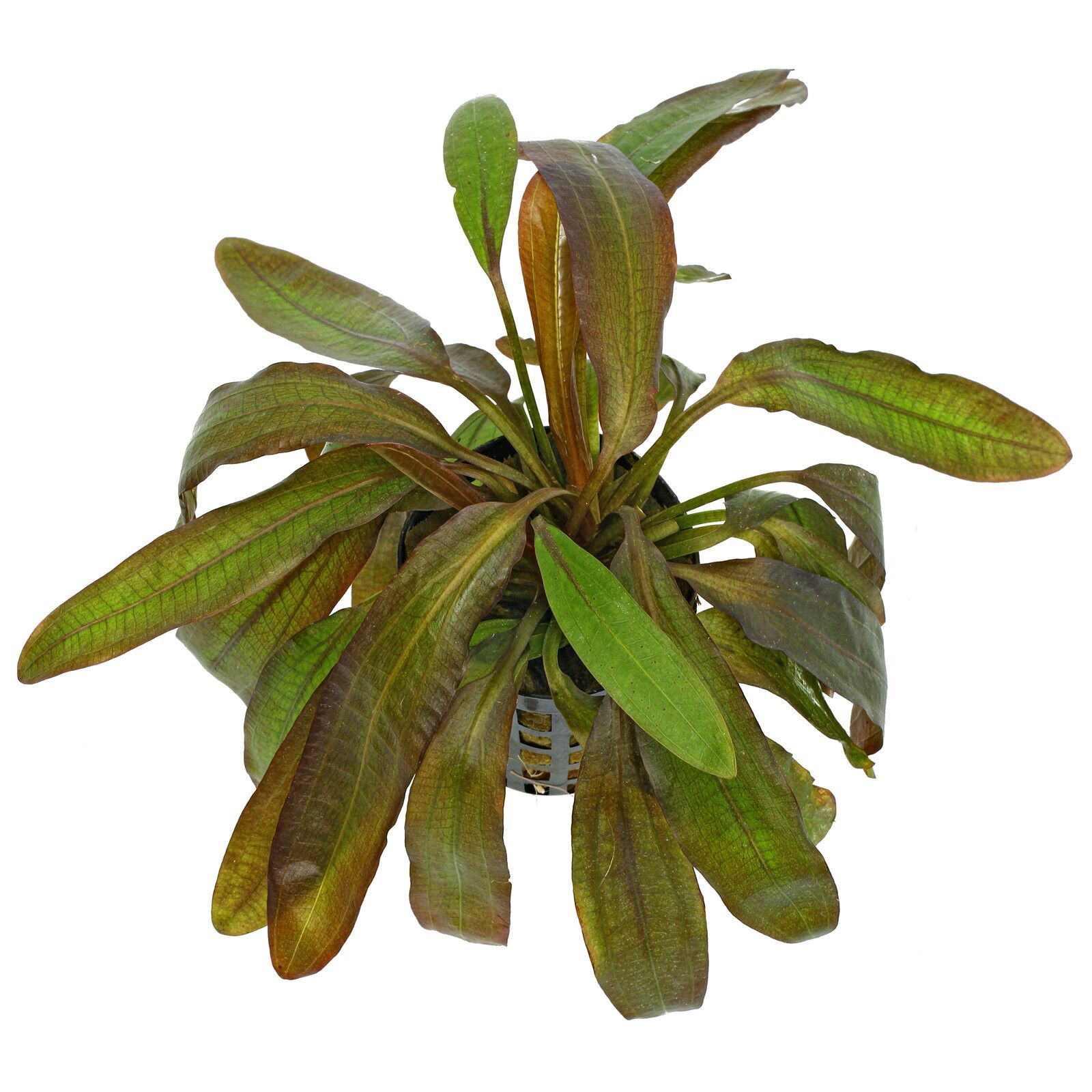 Echinodorus鲁宾的