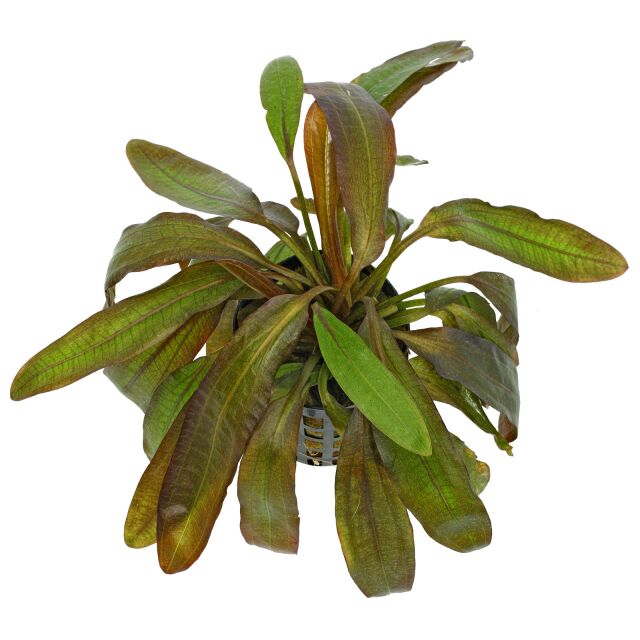 Echinodorus鲁宾的