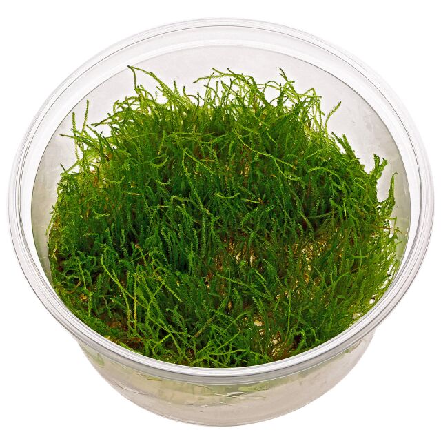 Taxiphyllum sp。“Giant"