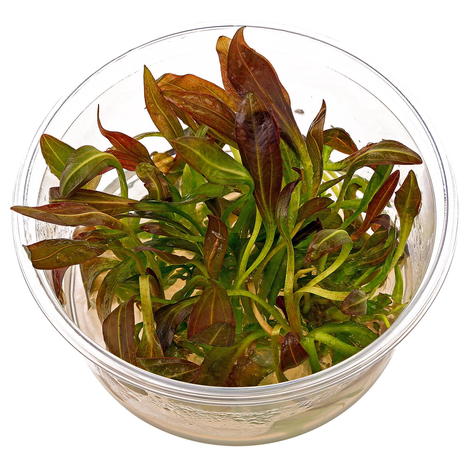 Echinodorus鲁宾的