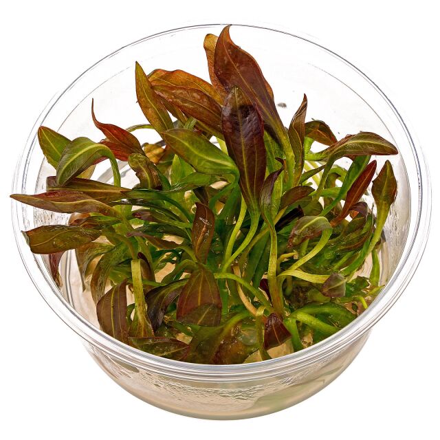 Echinodorus鲁宾的