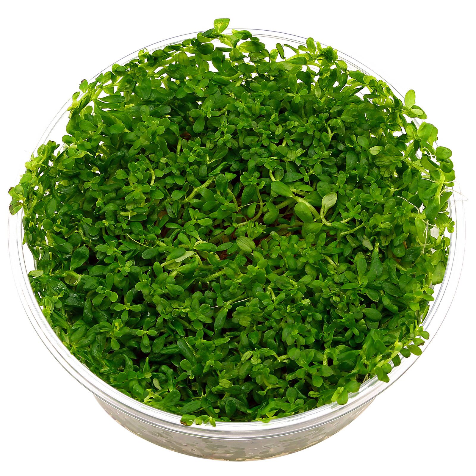 Rotala rotundifolia“Green"