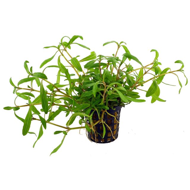 Hygrophila polysperma“Tiger"