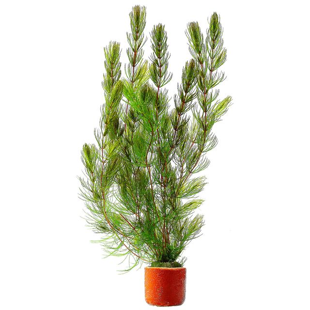 Ceratophyllum demersum“Mexiko"