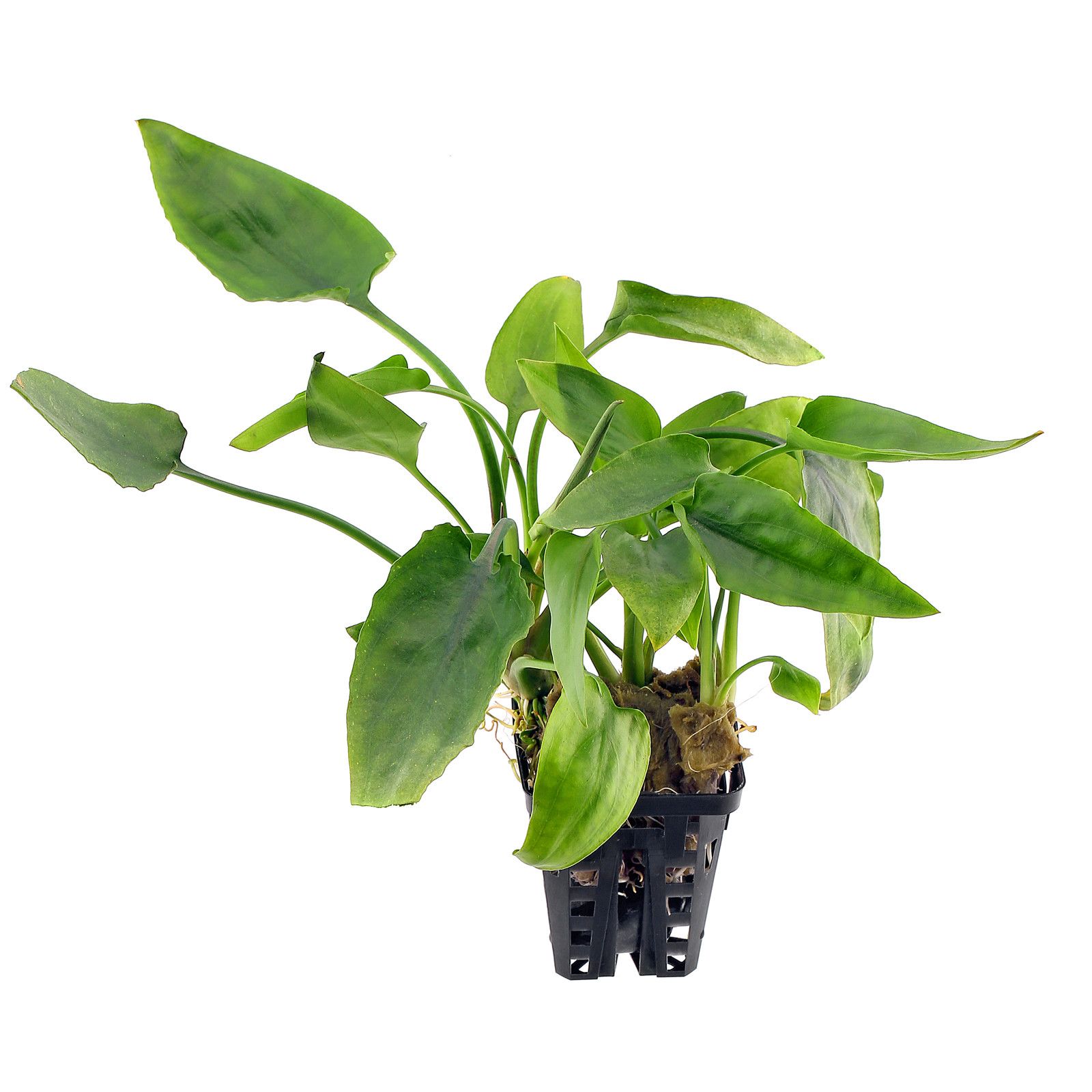 cryptocoryne pontederiifolia