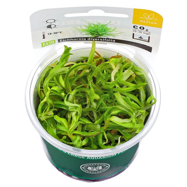 Eichhornia diversifolia