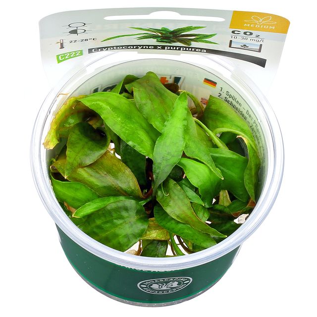 Cryptocoryne“Purpurea"