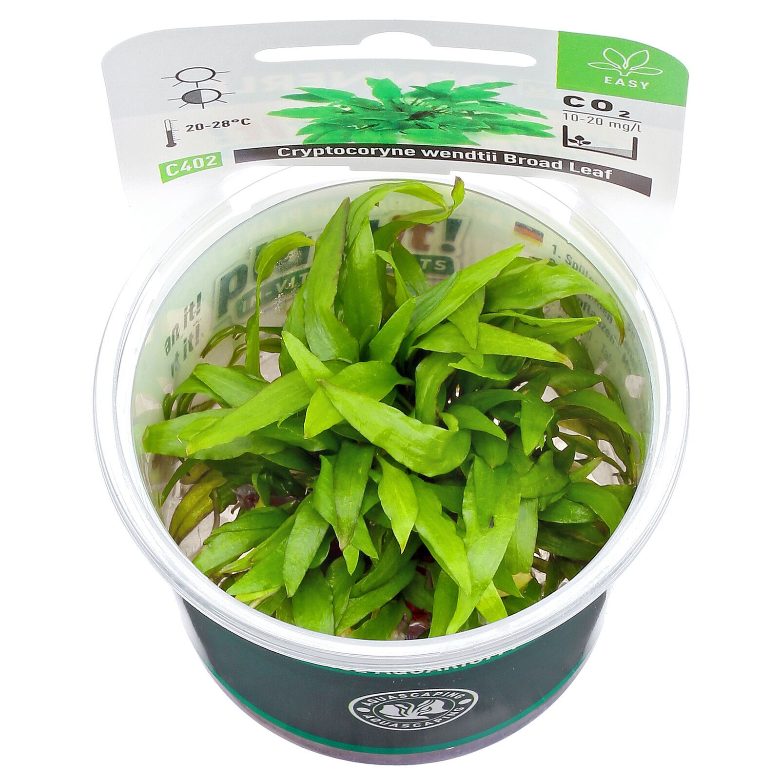 文地隐柏'阔叶'