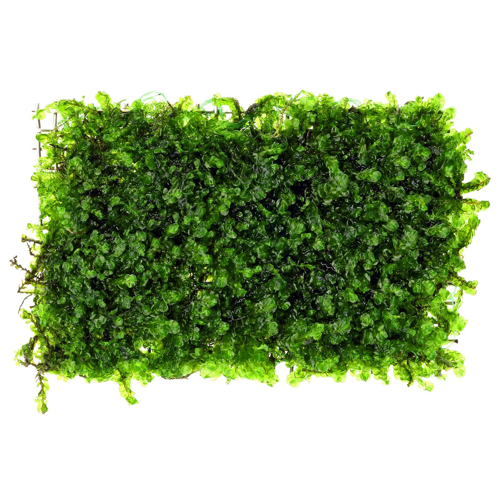 Solenostoma tetragonum