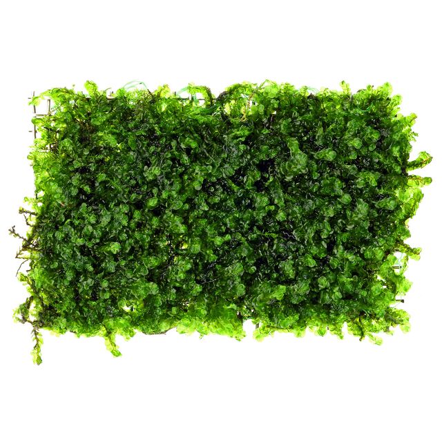 Solenostoma tetragonum