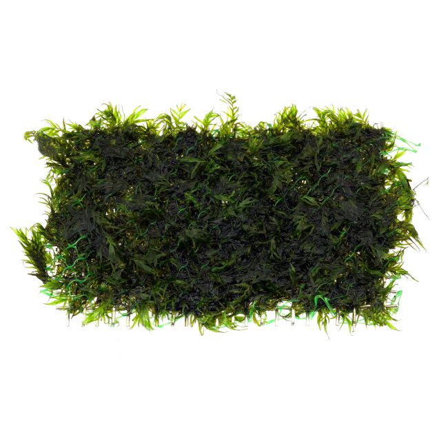 Fissidens fontanus《凤凰》