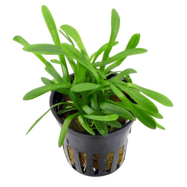 Sagittaria subulata“Pusilla"