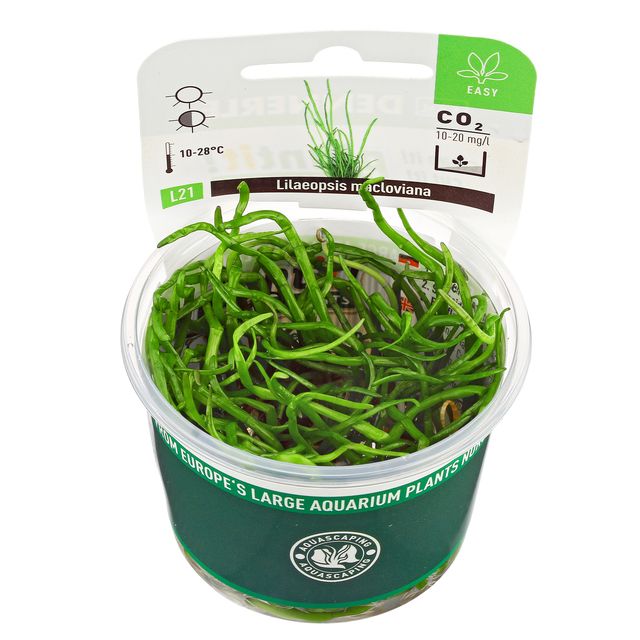 Lilaeopsis macloviana