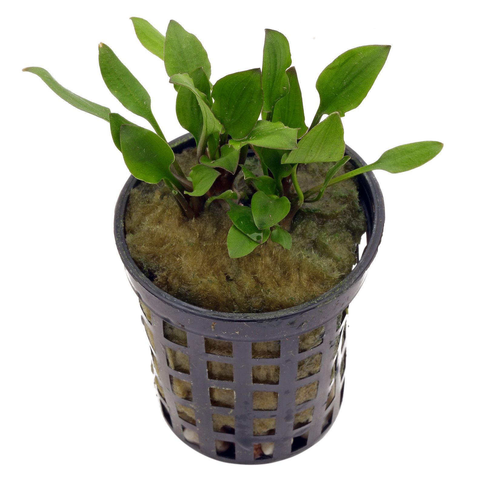 Cryptocoryne Walkeri'Hobbit'