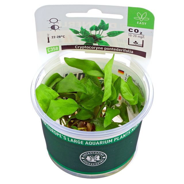 Cryptocoryne pontederiifolia