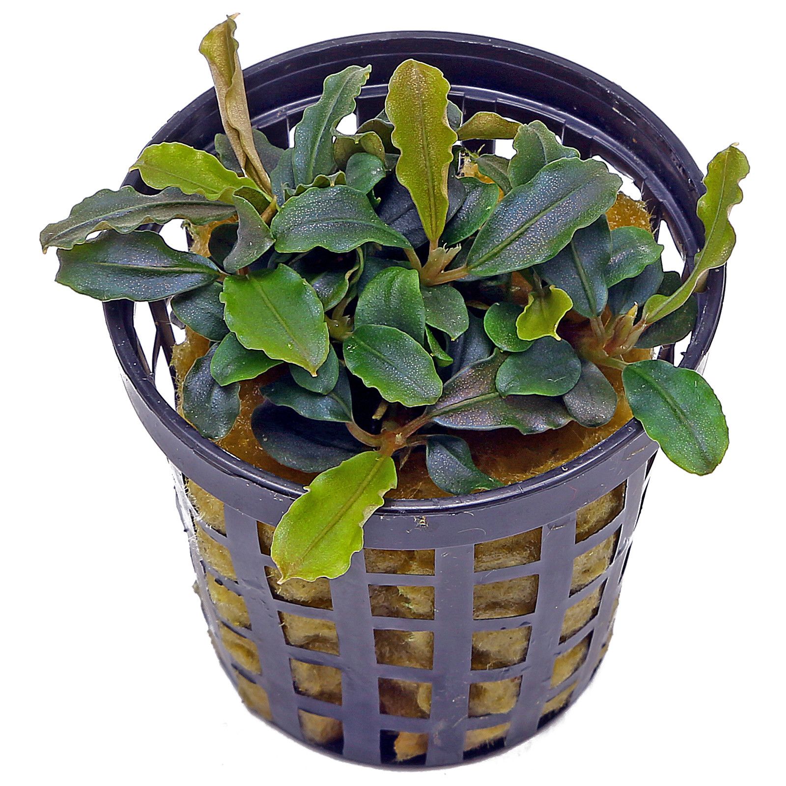 黄头麻“蓝芒陀紫”