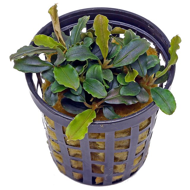 黄头麻“蓝芒陀紫”