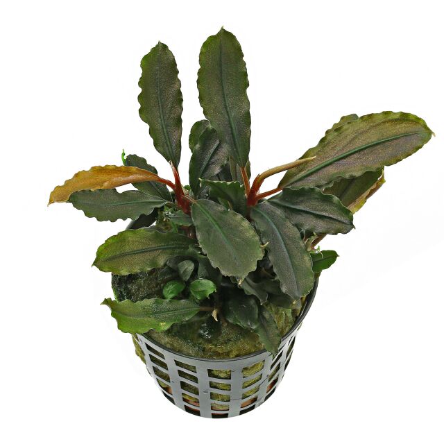 黄头麻“蓝芒陀紫”