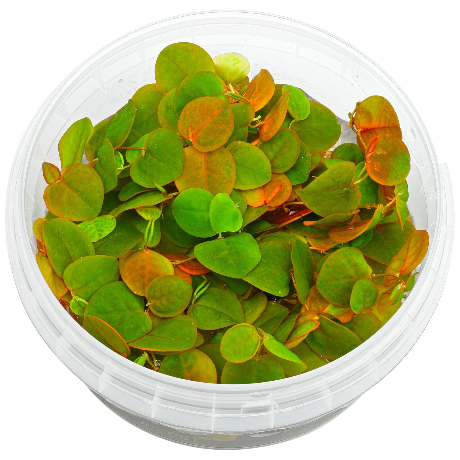 Phyllanthus fluitans.