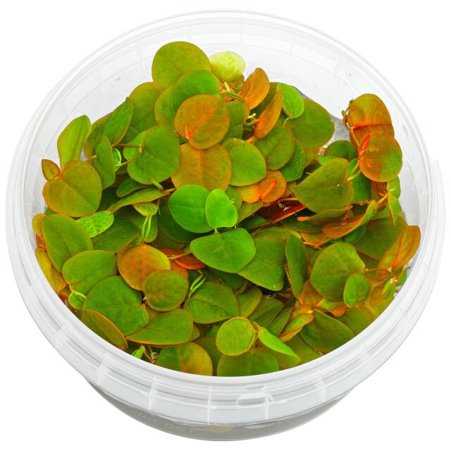 Phyllanthus fluitans.