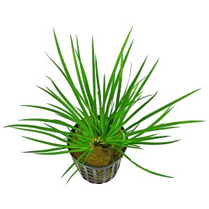 石菖蒲的Pusillus