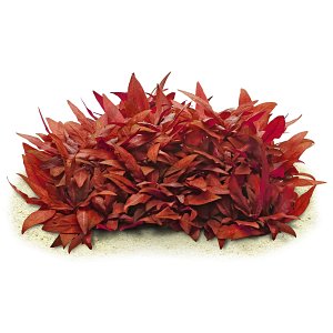 Alterneranthera Reineckii Mini