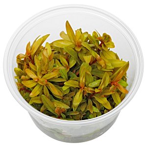 花梗阿曼尼'黄金' -在体外