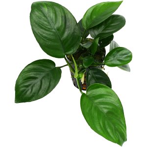 Anubias barteri 'Compact' - Pot