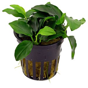 Anubias barteri var. nana 'Petite'(盆景)-盆栽