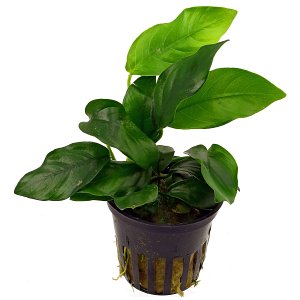 Anubias Barteri var。娜娜 - 锅