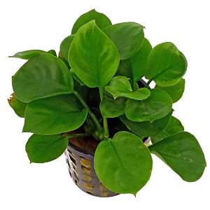 Anubias Barteri var。娜娜'圆叶'（'硬币'）