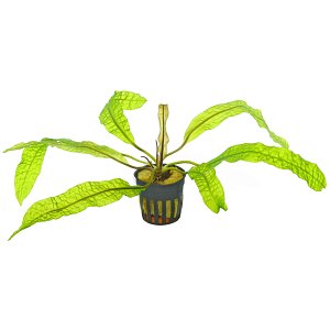 Aponogeton boivinianus - Pot