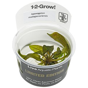 马达加斯加Aponogeton madagascariensis变种madagascariensis-1-2-GROW！