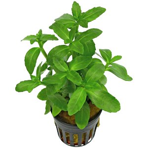 Bacopa Madagascariensis.
