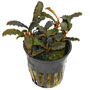 Bucephalandra sp。“Kedagang”——锅