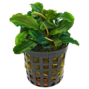 比塞帕兰德拉“泰雅绿”-罐