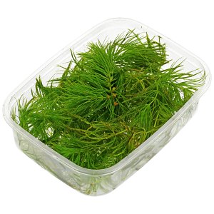 鹿角叶'狐尾' -部分