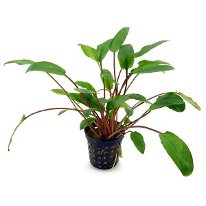 隐科yne beckettii - Pot