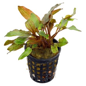 Cryptocoryne walkeri“Legroi”- Pot