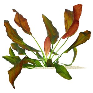 Echinodorus�barthii