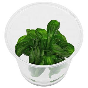 echinodorus opacus“rataj” - 体外