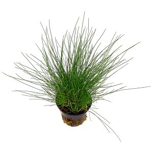 Eleocharis pusilla（parvula） - 锅