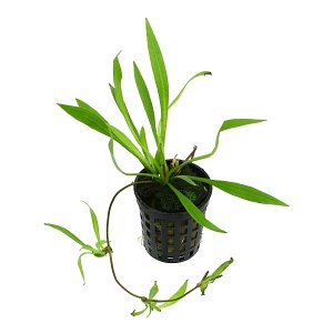 玻利维亚Helanthium 