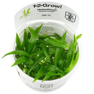 Helanthium bolivianum“quadricostatus”- 1-2-GROW!