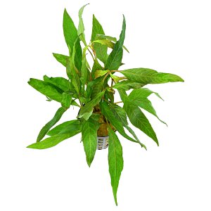 Hygrophila corymbosa“一成不变”